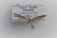 Stenoptilia zophodactyla