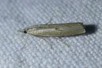 Agriphila geniculea
