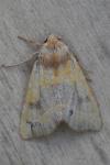 Atethmia centrago