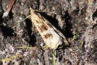 Nomophila noctuella