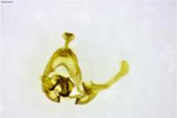 Endothenia gentianaeana