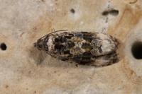 Endothenia gentianaeana