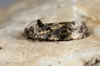 Endothenia gentianaeana