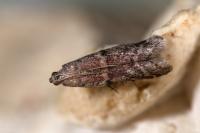 Ephestia woodiella