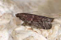 Ephestia woodiella