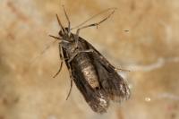 Ephestia woodiella