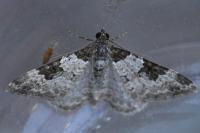 Xanthorhoe fluctuata