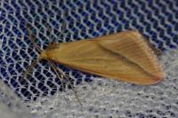 Rhodometra sacraria