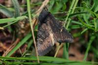 Aporophyla nigra