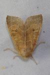 Cirrhia ocellaris