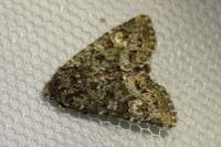 Polymixis lichenea