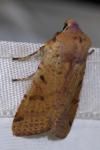 Agrochola lychnidis