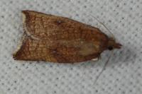 Acleris rhombana