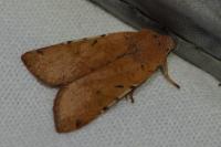 Agrochola lychnidis