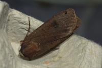 Noctua pronuba