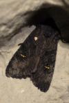 Aporophyla nigra
