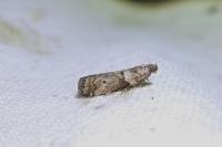 Acrobasis consociella