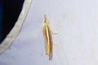 Agriphila selasella