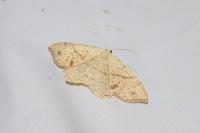 Cyclophora punctaria