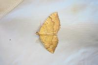 Camptogramma bilineata