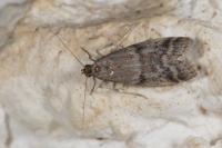 Ephestia woodiella
