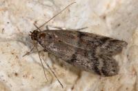 Ephestia woodiella