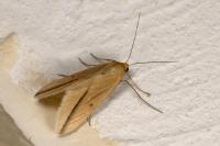 Rhodometra sacraria