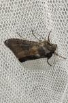 Aporophyla nigra