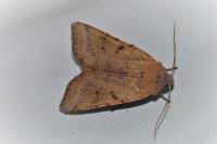 Agrochola lychnidis