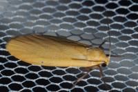 Wittia sororcula