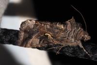 Autographa gamma