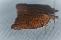Acleris rhombana