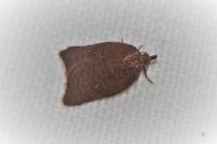 Acleris rhombana