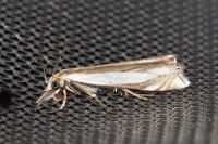 Crambus pascuella