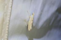 Ypsolopha alpella