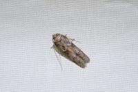 Blastobasis phycidella