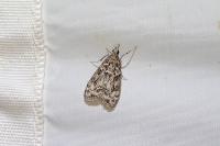 Eudonia