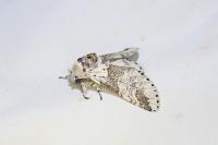 Furcula furcula