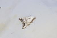Nola infantula