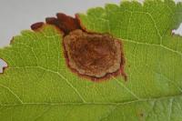 Leucoptera malifoliella
