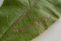 Lyonetia clerkella
