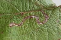 Lyonetia clerkella