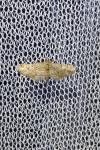 Gymnoscelis rufifasciata