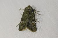 Polymixis lichenea