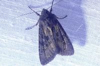 Aporophyla nigra