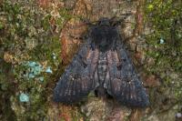 Aporophyla nigra