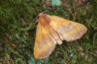Atethmia centrago