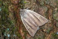 Sedina buettneri