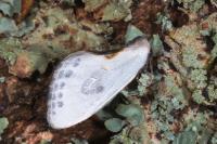Cilix glaucata/hispanica