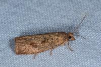 Epinotia sordidana